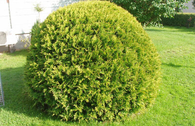 Западна туя Даника (Thuja Occidentalis Danica)