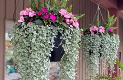 Дихондра/Dichondra argentea Silver Falls
