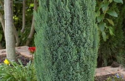 CHAMAECYPARIS LAWSONIANA ‘ELLWOODII’ / Лавзонов лъжекипарис