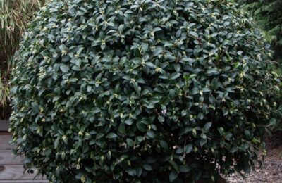Османтус – Osmanthus burkwoodii