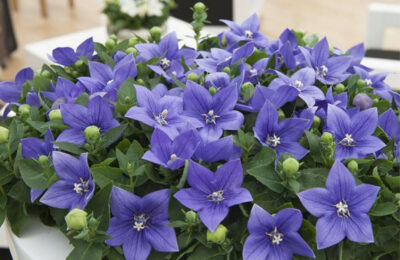 Platycodon grandiflorus Astra – Blue/White/Pinke
