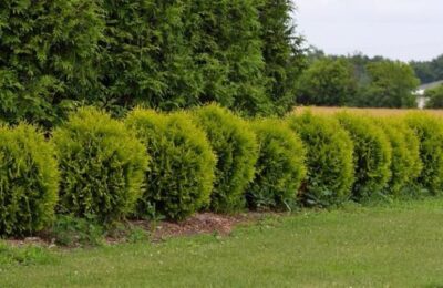 Западна туя Голден Глоб (thuja occidentalis Golden Globe )