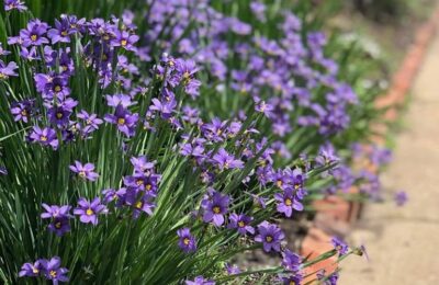 Сисиринхиум (Sisyrinchium angustifolium)