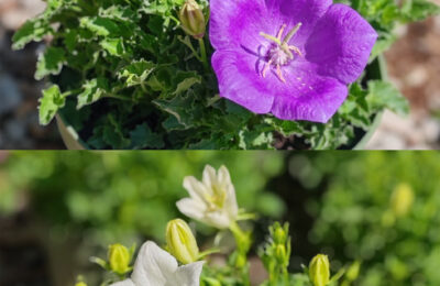 Кампанула карпатика – (Campanula carpatica)