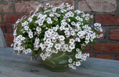 Гипсофила бяла/ Gypsophila cerastioides/