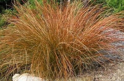 КАРЕКС ПРЕРИЕН ОГЪН Carex Testacea Prairie Fire