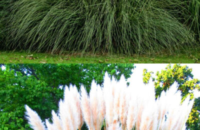 Cortaderia selloana / Кортадерия, Пампаска трева