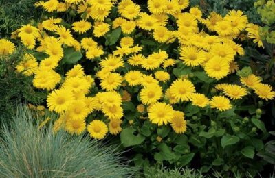 Дороникум (Див слънчоглед) Doronicum