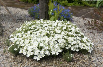 Аренария „Arenaria montana Ronda White“