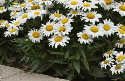 Бяла Маргаритка  Leucanthemum White Lion