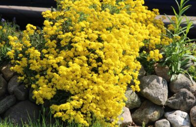 Алисум /Alyssum montanum ‘Berggold’ (Планинска златка)