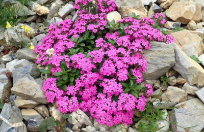 Сапонария скална розова/ Saponaria Ocymoides Pink