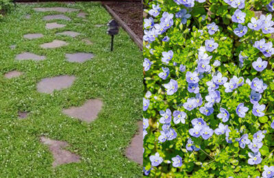 Вероника (Великденче) /Veronica repens